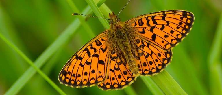Foredrag: Fremtidens Natur