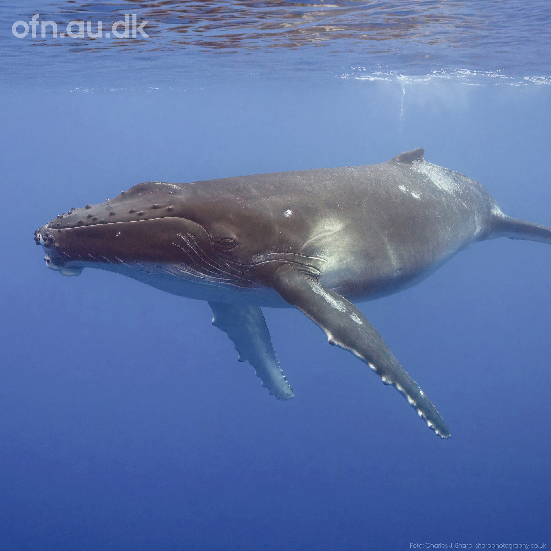 Gratis foredrag: Med havets kæmper på jagt