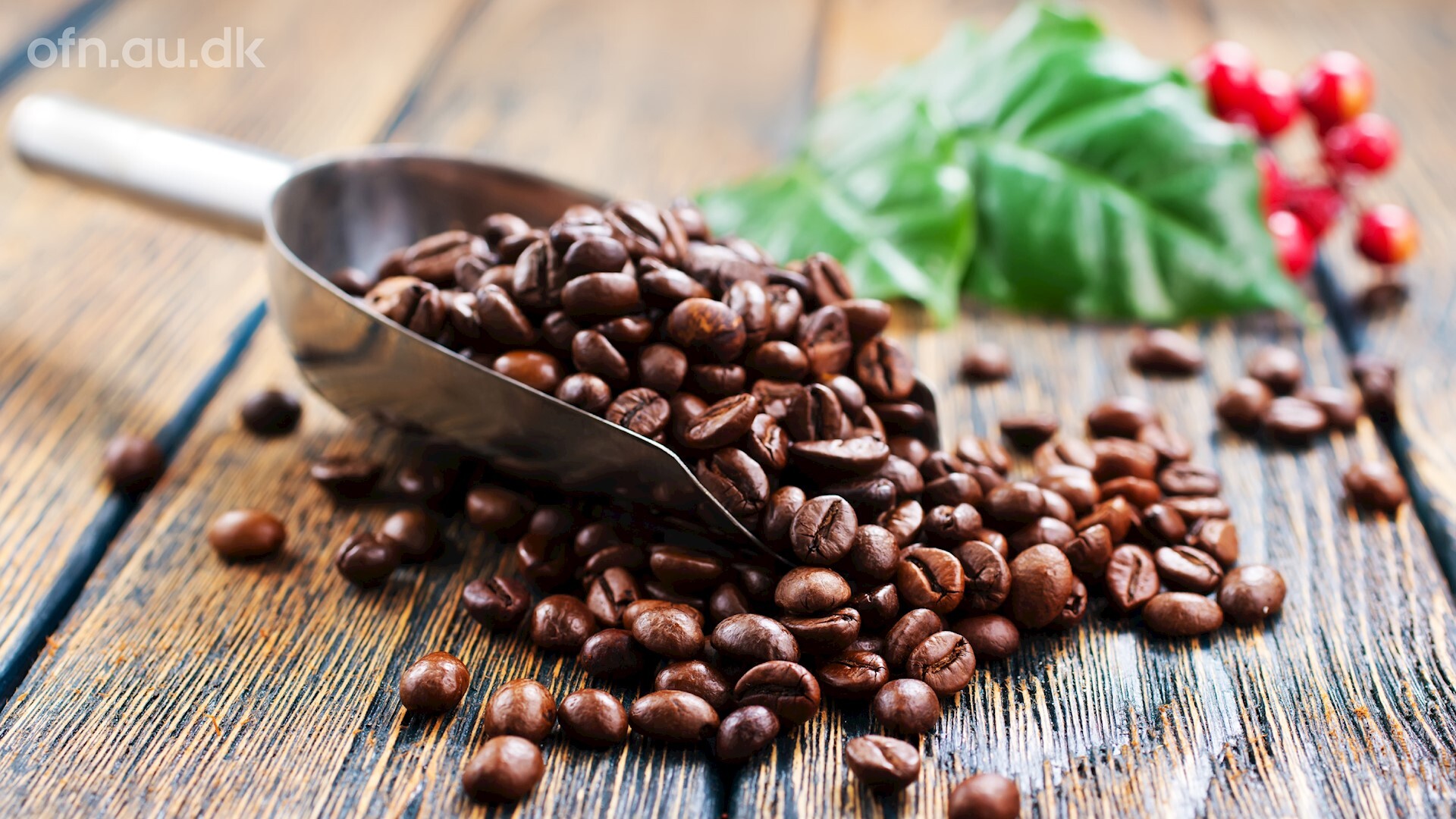 Gratis foredrag: Kaffe